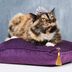 The 12 Most Expensive Cat Breeds Money Can Buy