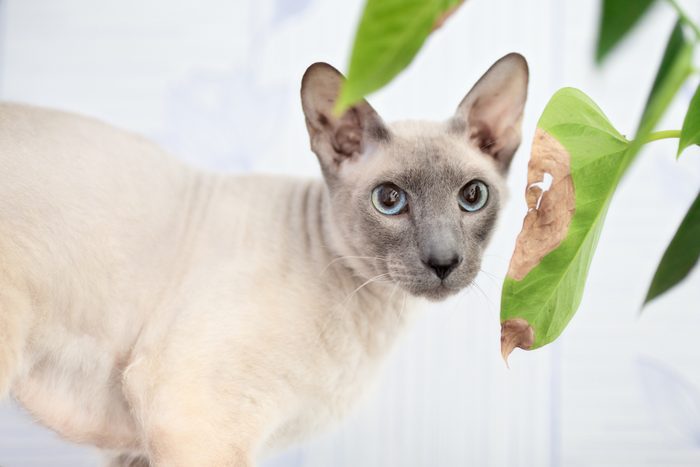 peterbarld cat