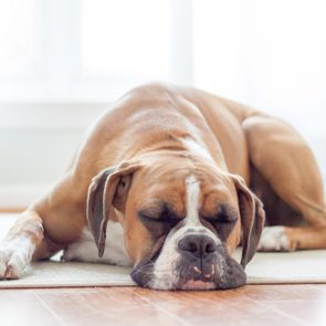 Boxer puppy sleeping on the floor