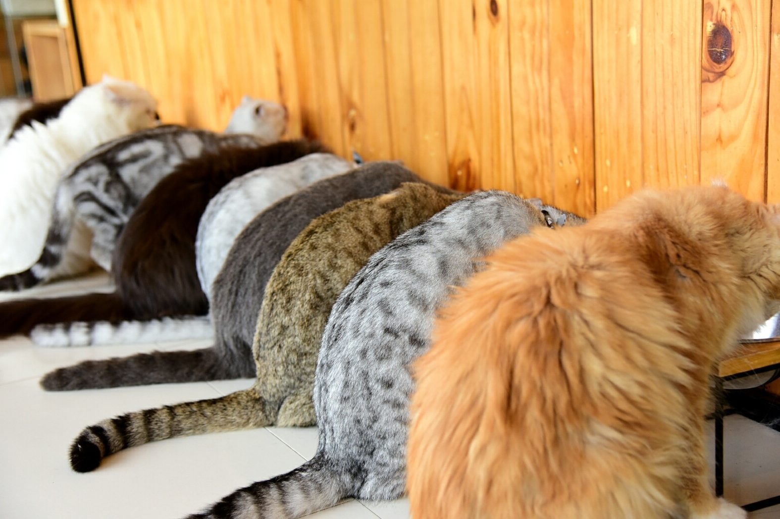 Close-Up Of Cats In A Row Eating