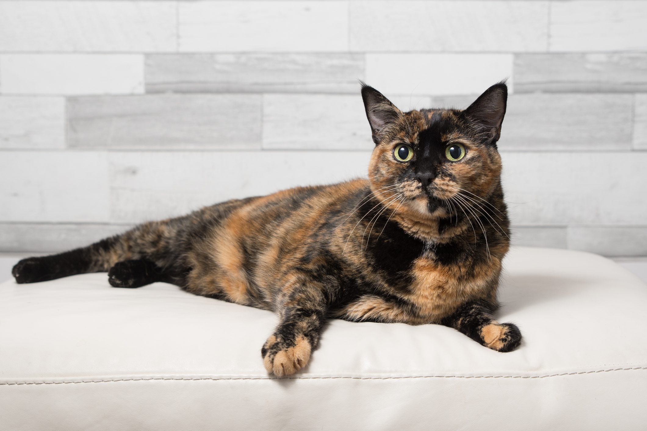 Domestic tortoiseshell cat in studio setting