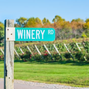 Closeup of green street sign reading Winery Road with winery vineyard rows in the background at Barboursville Vineyards in virginia