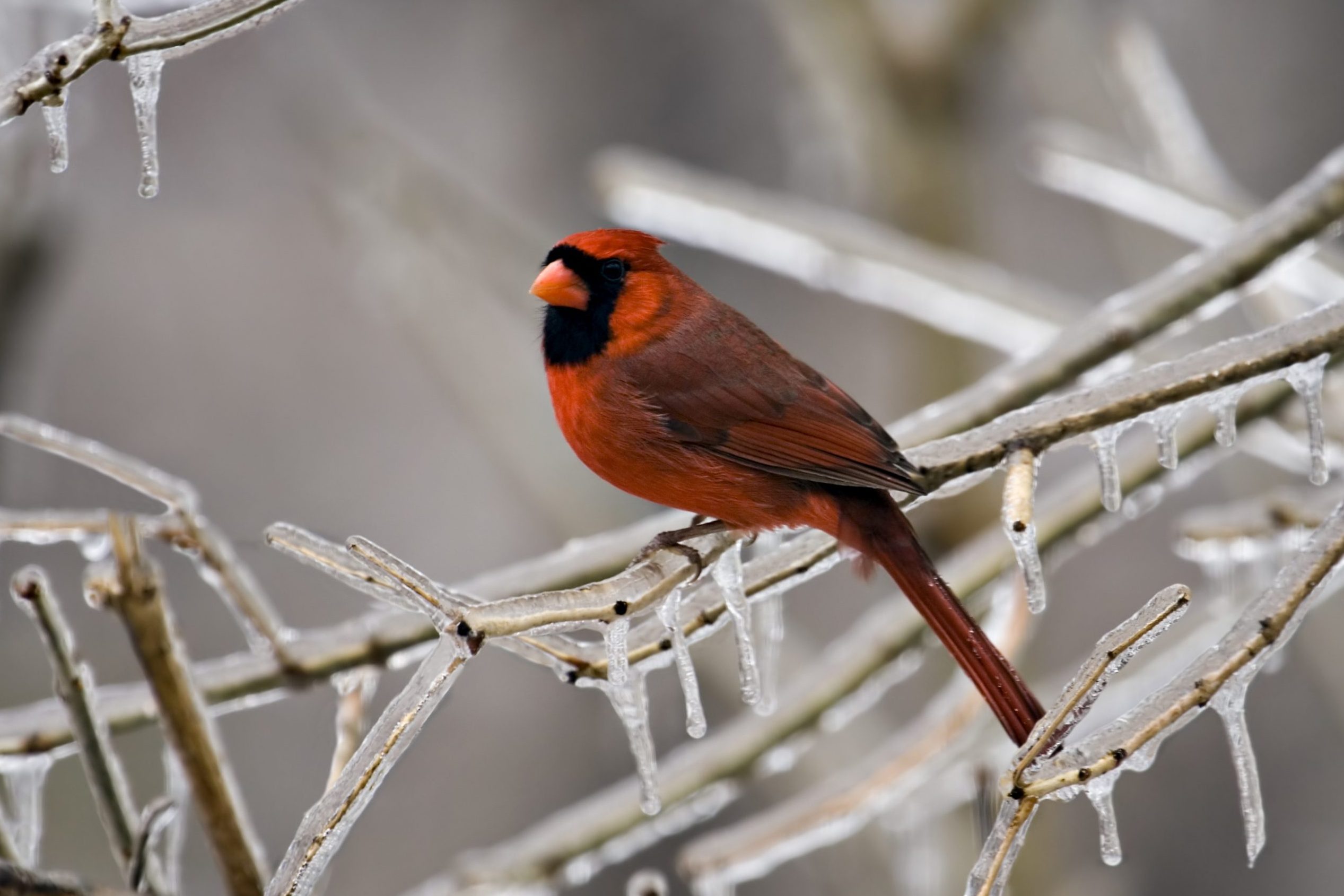 Male Cardinal