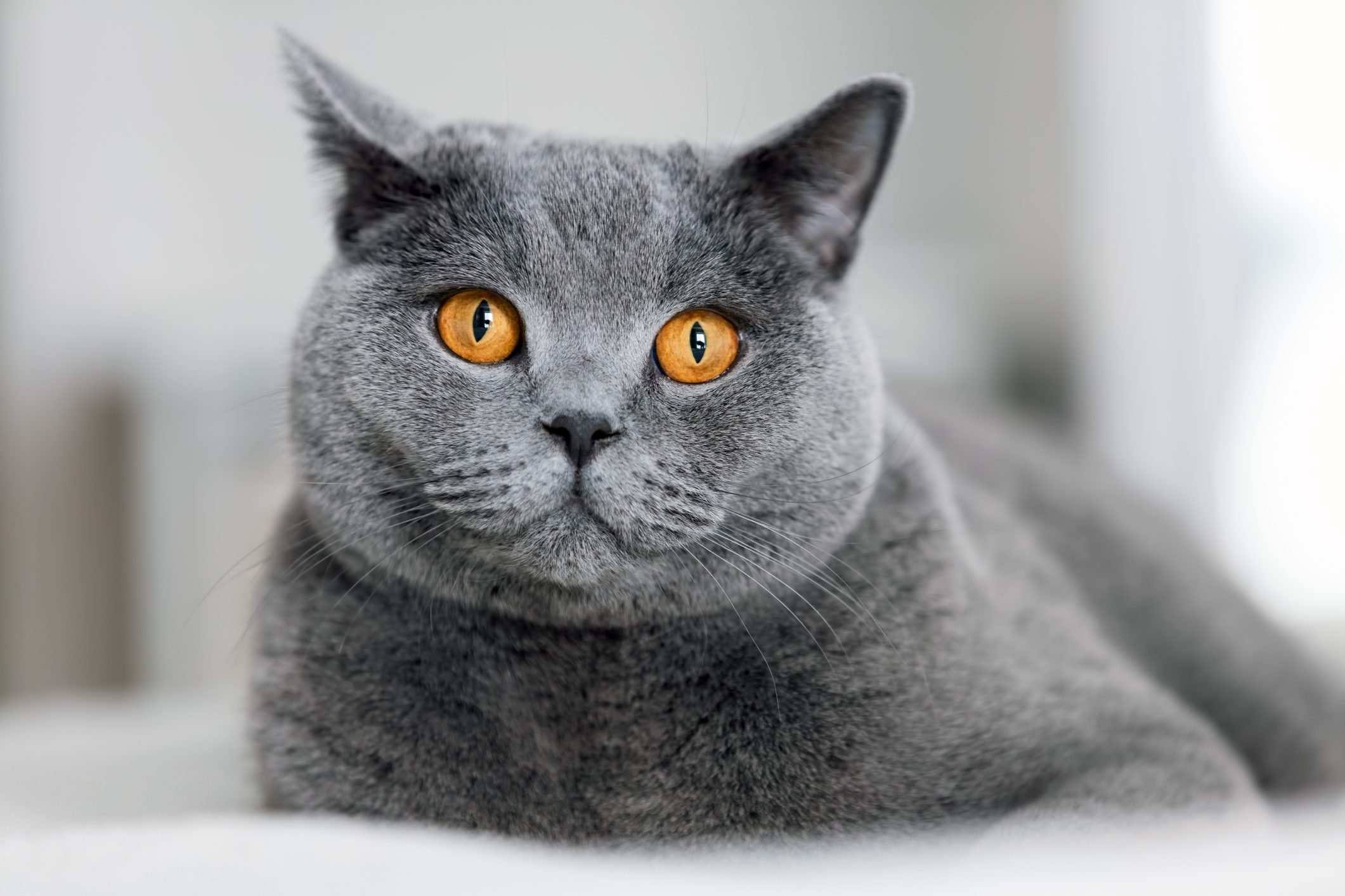 grey British shorthair with amber colored eyes