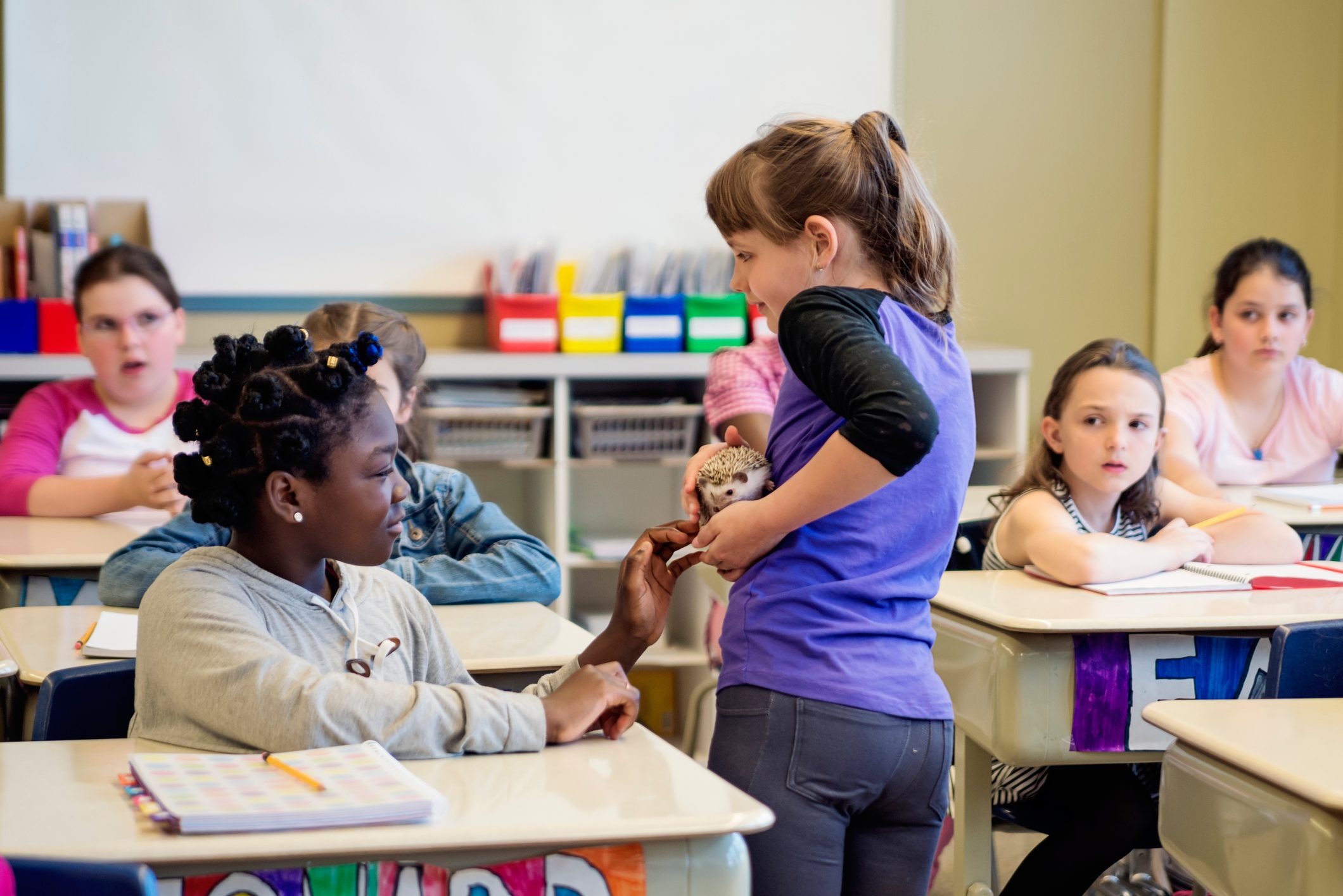 School presentation, discovering hedgehogs in the classroom.