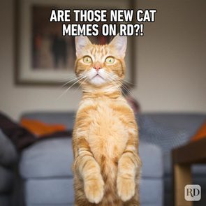 readers digest cat meme