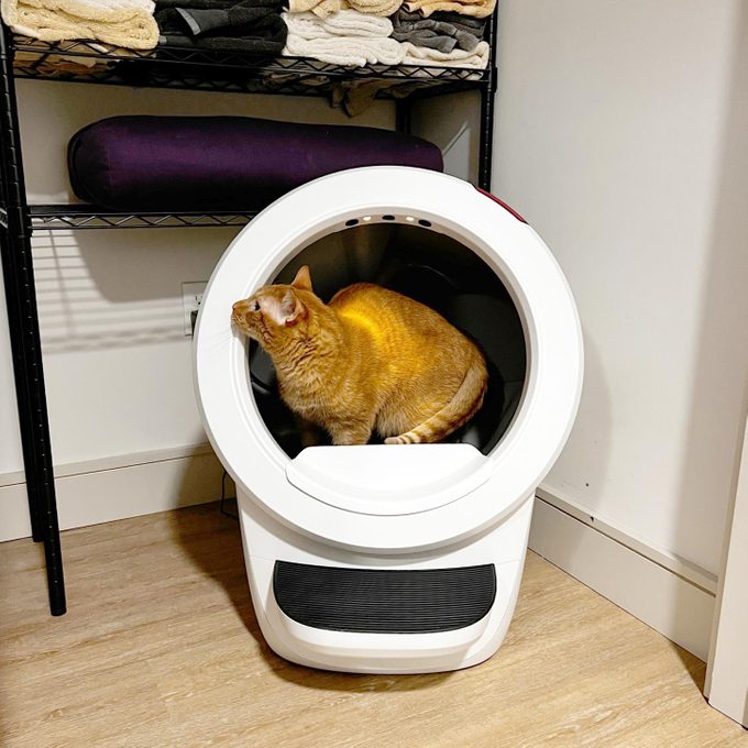 Cat In litter robot 4