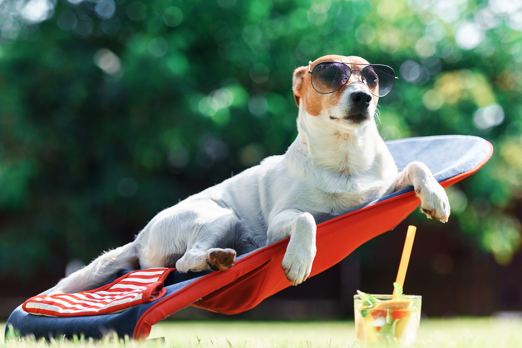 Jack Russel Terrier Dog Lies On A Deck Chair in sunglasses on a sunny day