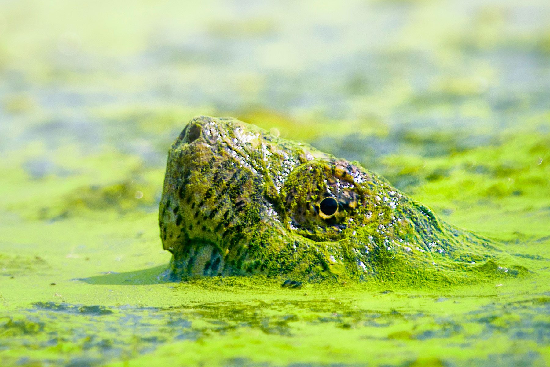 Meet Chonkosaurus, the Viral Massive Snapping Turtle In the Chicago River