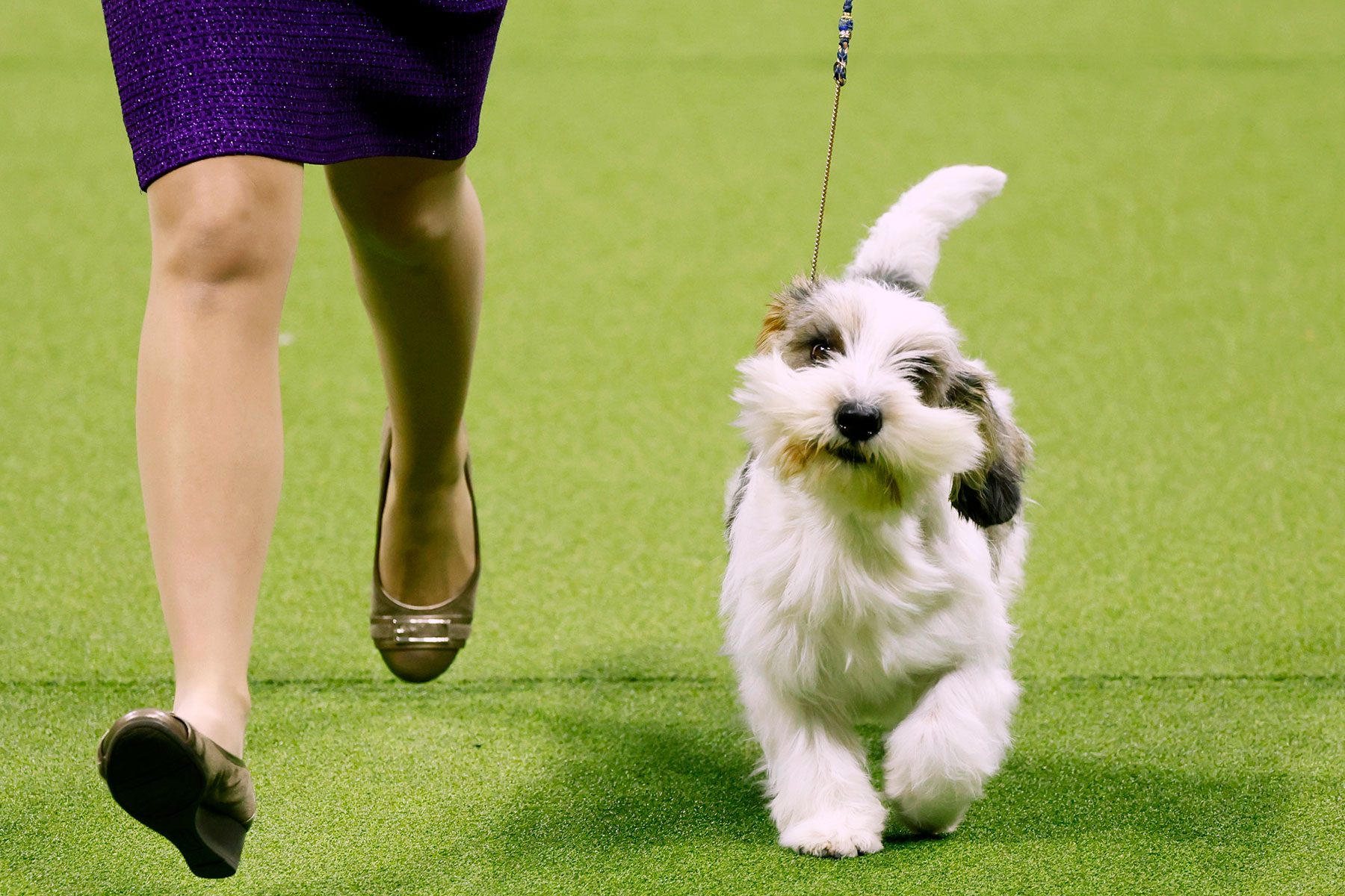 Meet Buddy Holly, the Pup That Just Won Best in Show at the Westminster Kennel Club Dog Show