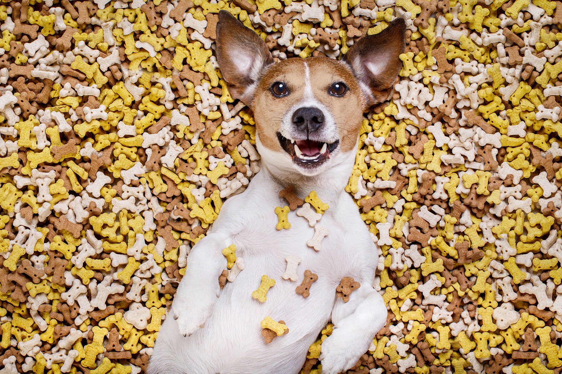 jack russell dog inside a big mound of food or dog treats