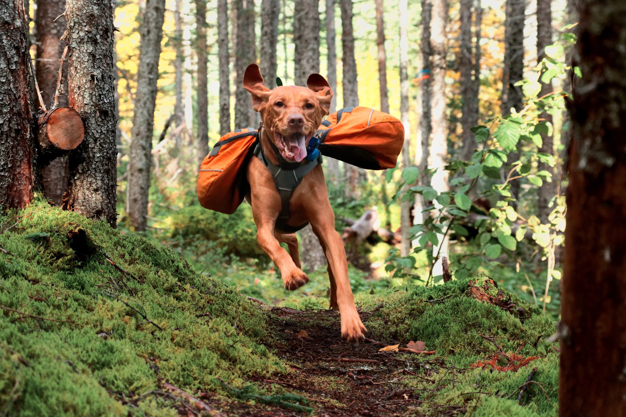 Happy Vizsla in Backpack