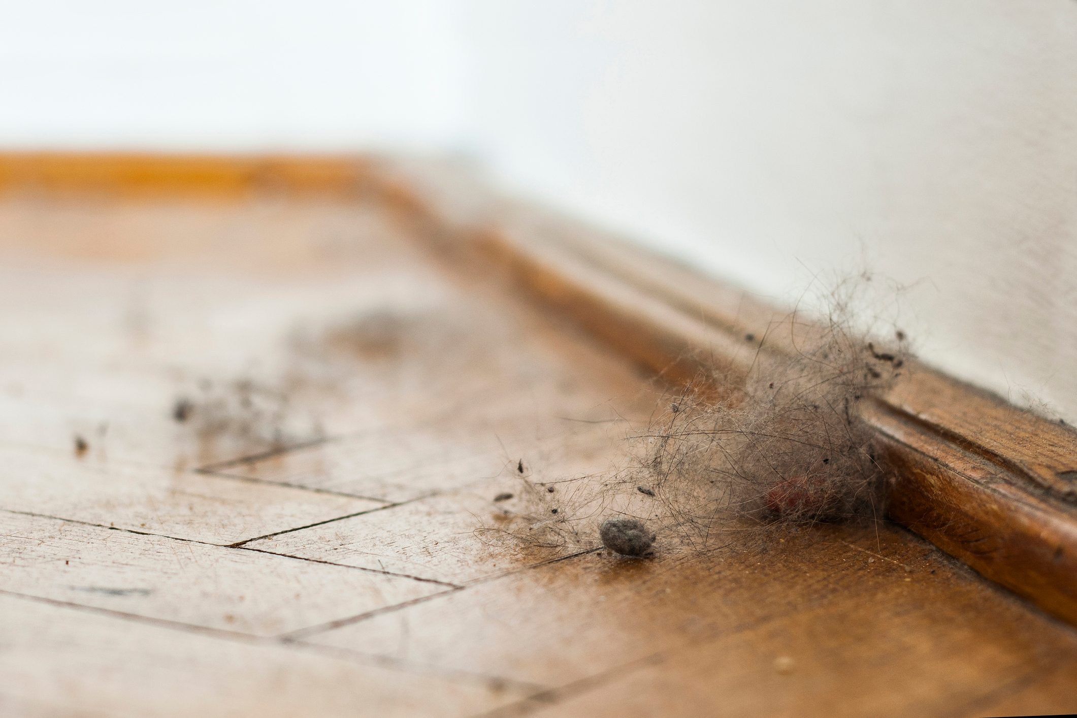 How to Get Rid of Dust Mites for an Allergen-Free Home