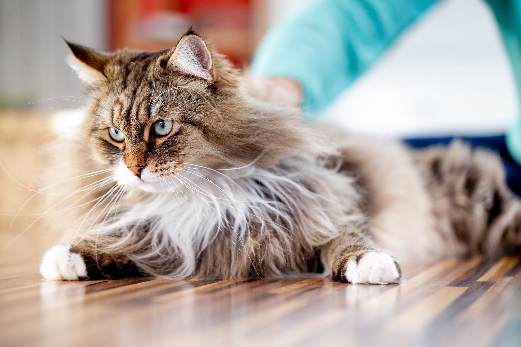 Siberian Cat Relaxing on the Floor Indoors