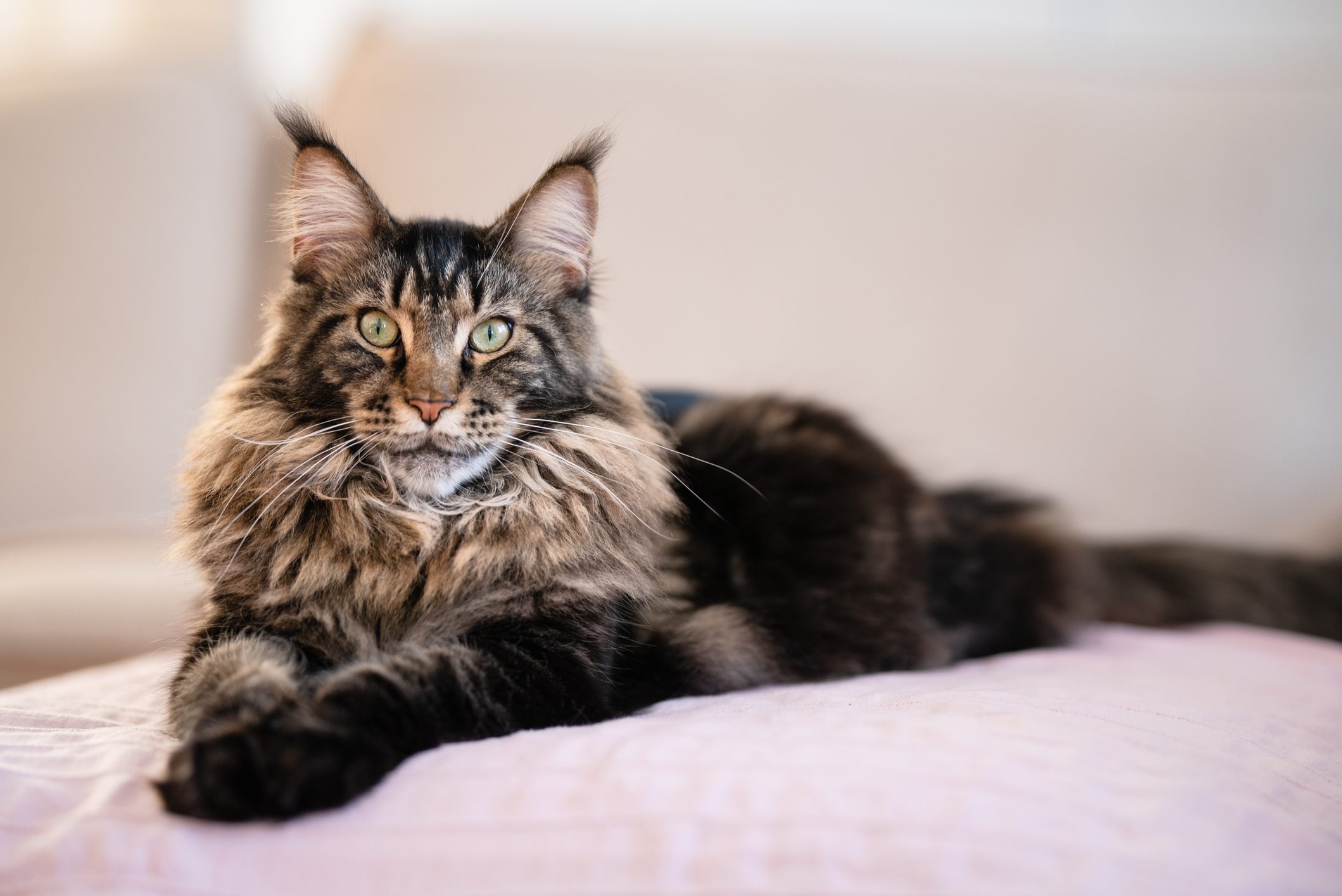 Maine coon cat (gentle giant)