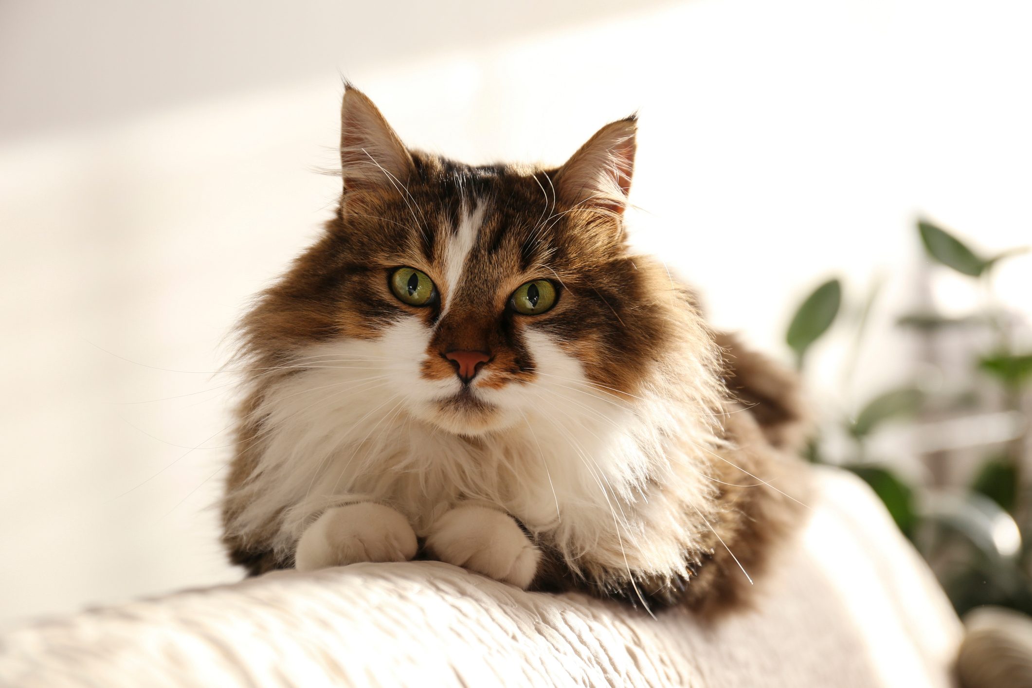 Portrait of beautiful and fluffy tri colored tabby cat at home, natural light.