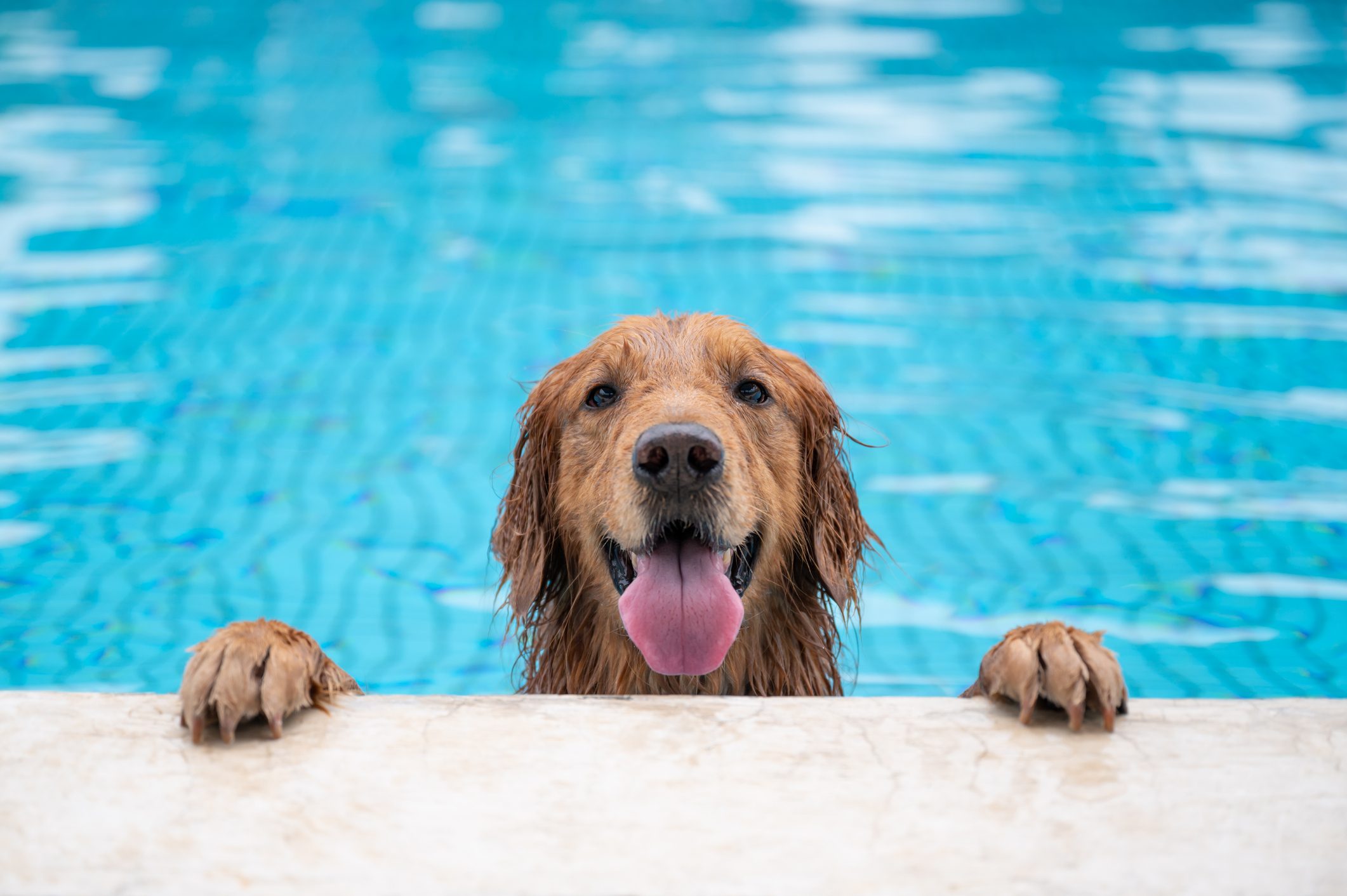 Can All Dogs Swim? What to Know Before Taking Your Pup for a Dip