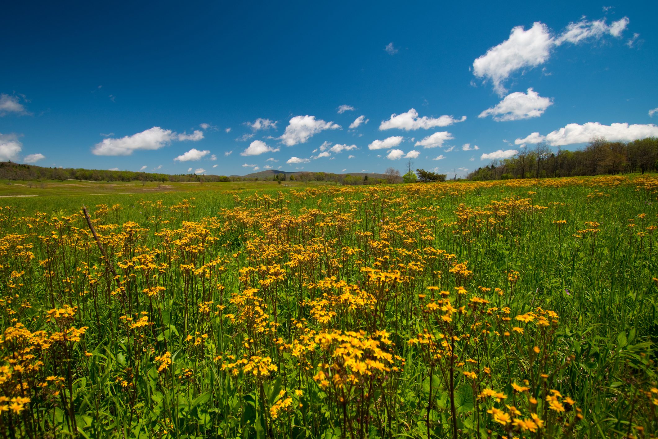 Big Meadow - Skyline Drive