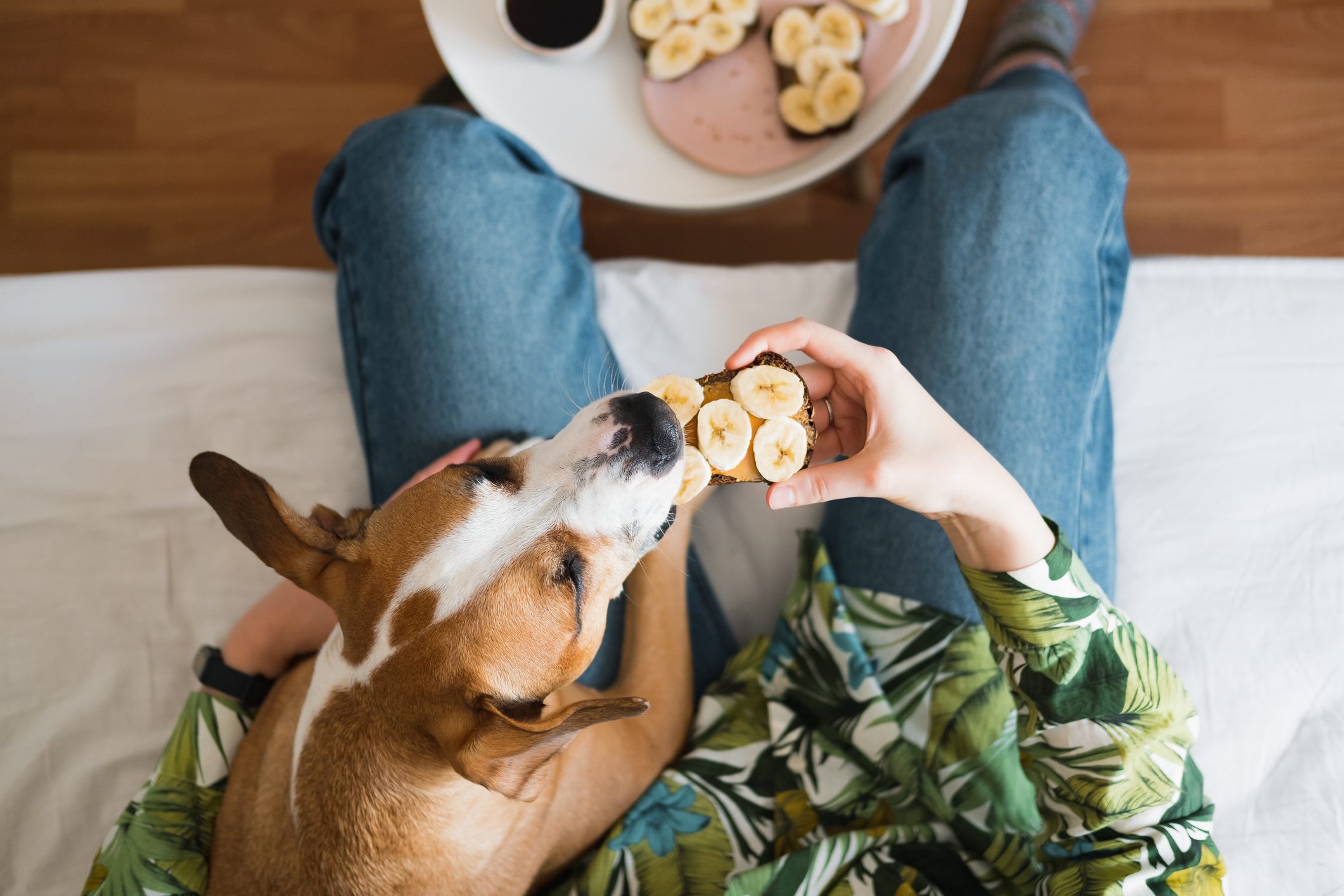 Having breakfast with pets at home.