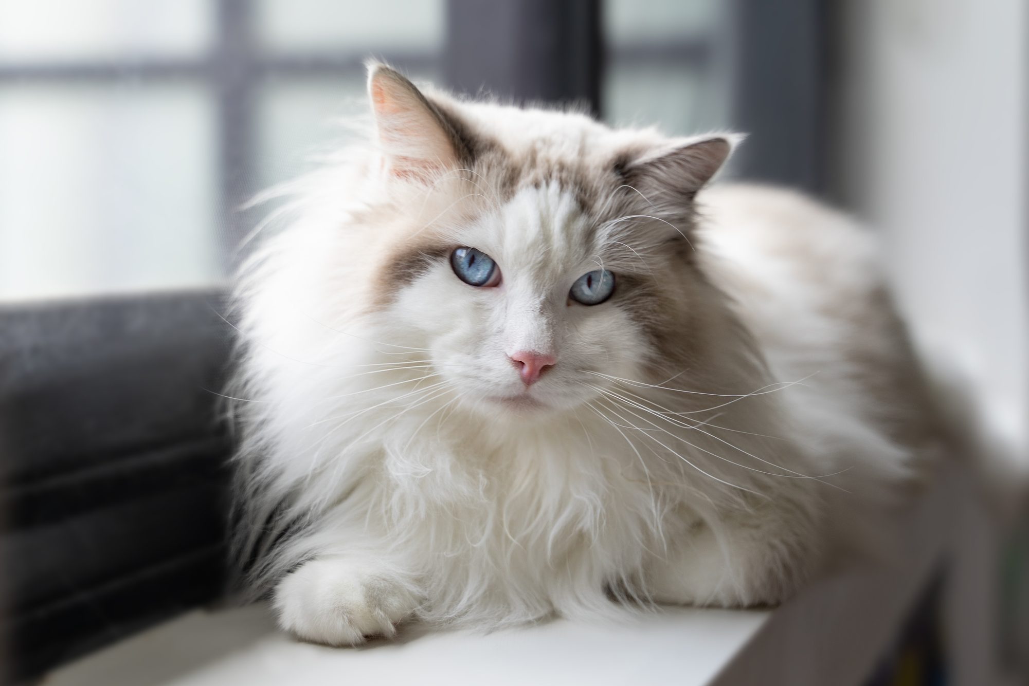 Ragdoll cat sitting on a window