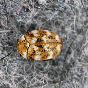 Varied carpet beetle Anthrenus verbasci home and storage pest. The larva of this beetle is a pest of clothes made of natural animal raw materials - leather, wool, hair. Insect on fabric.