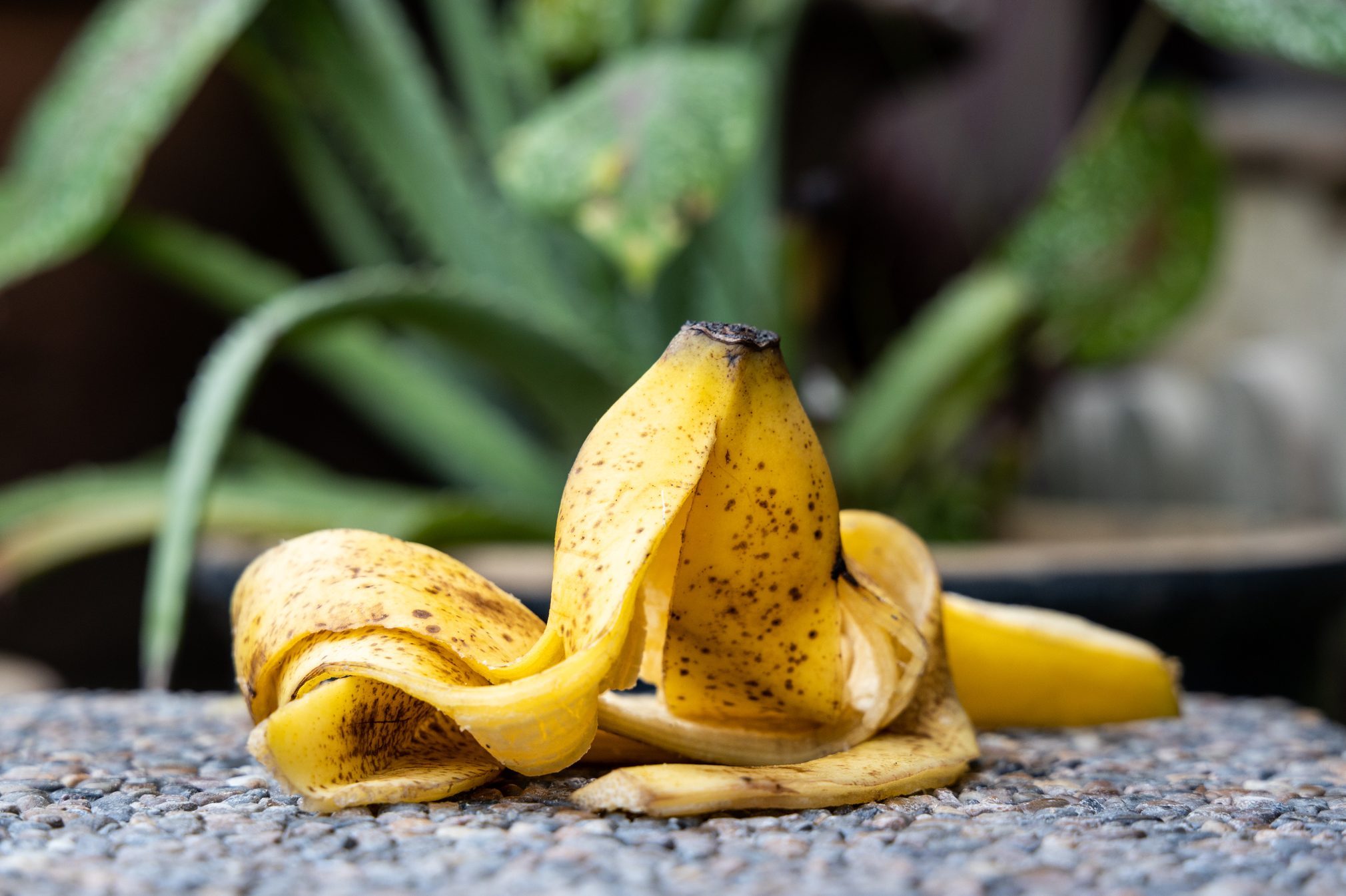 gBanana peel against lush healthy plants in gardening background.