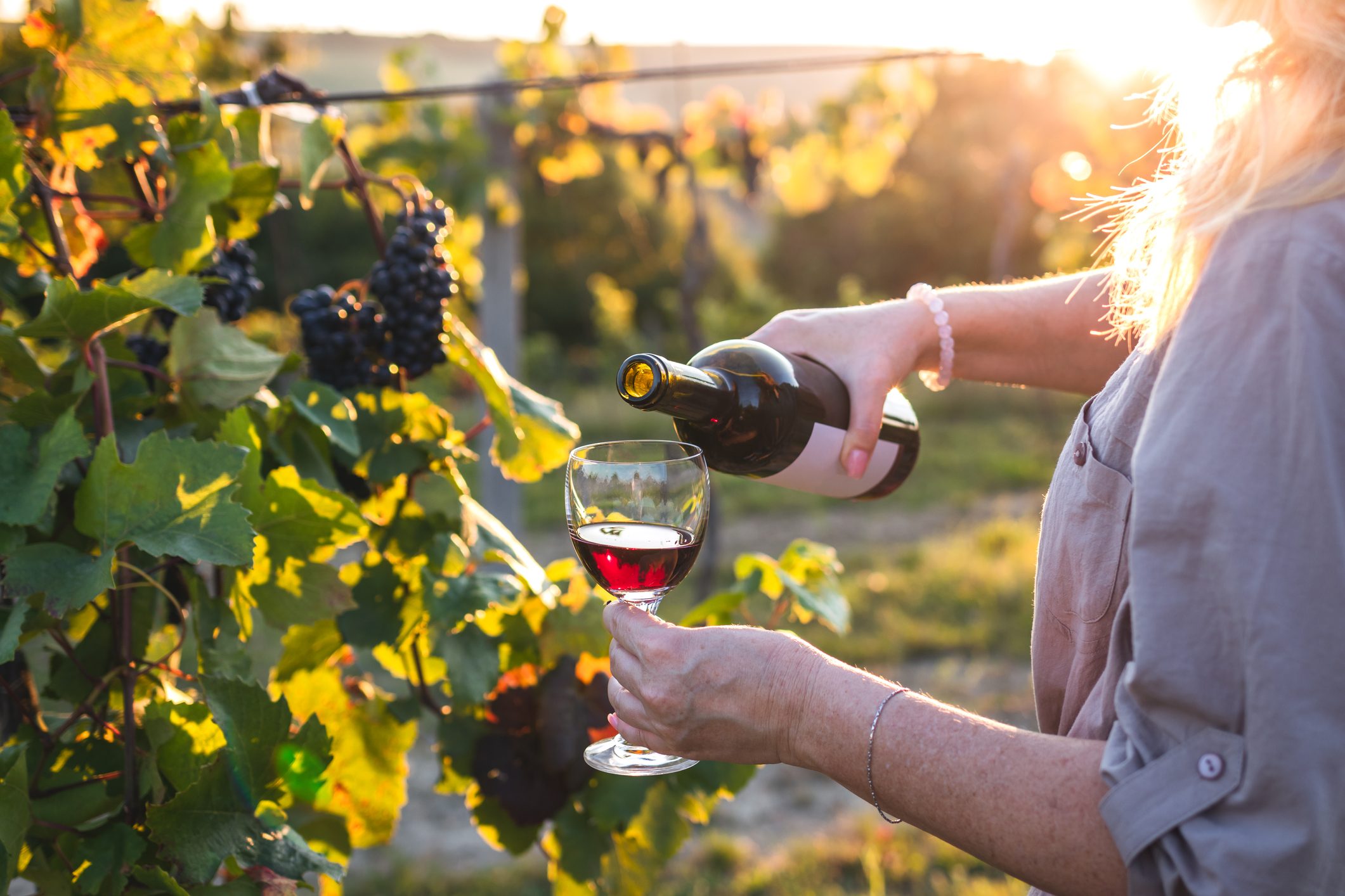 Pouring red wine in vineyard