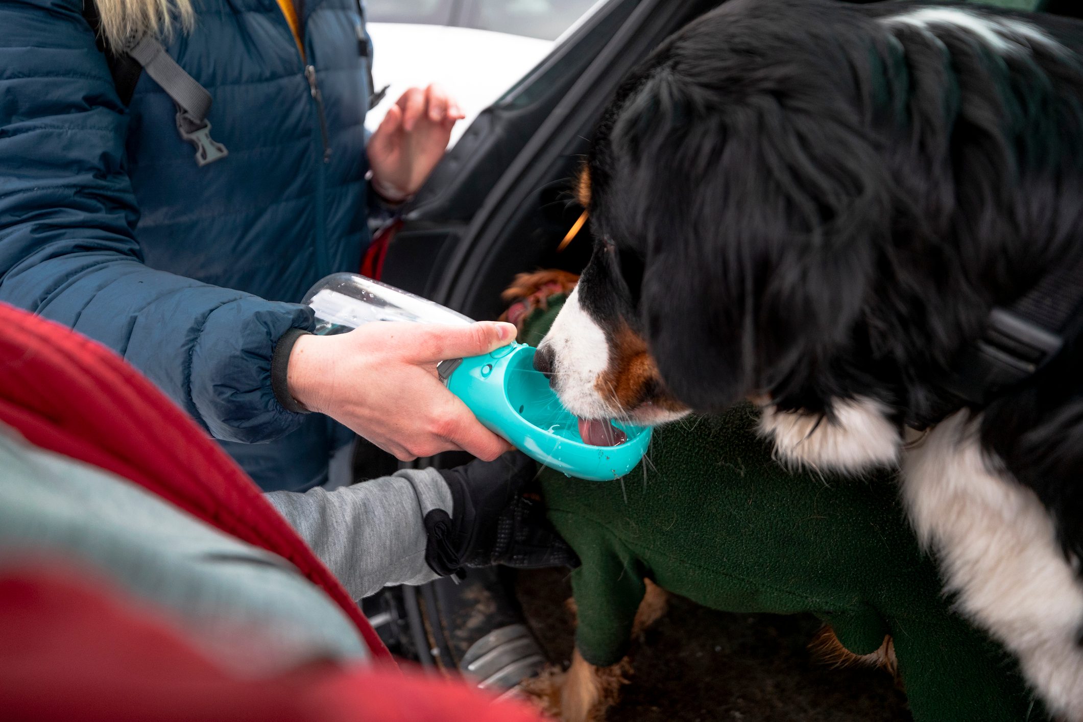 An over the shoulder view of an unrecognisable female couple walking their dogs for their dog walking business. They are giving the dogs a drink of water from a portable water bowl as they get them ready to go for a walk in the snow in Cramlington in a nature reserve.