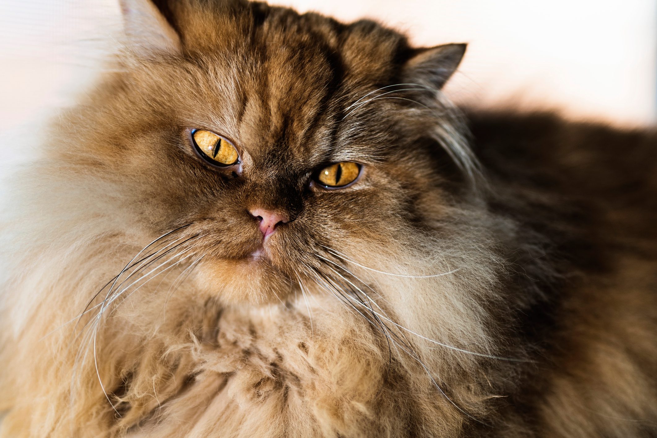 Close-up portrait of a Persian cat