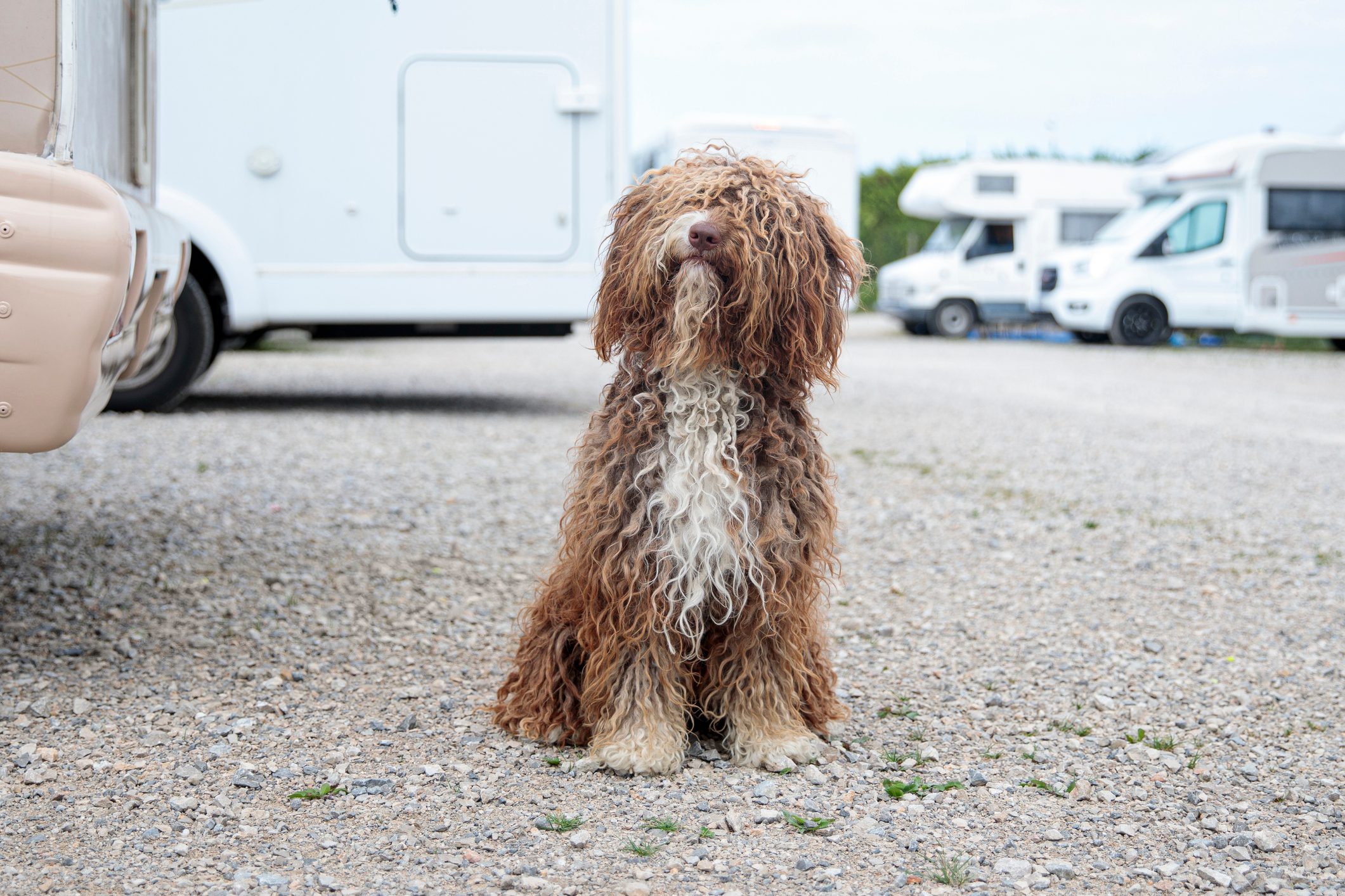 shaggy dog next to camper van on campsite