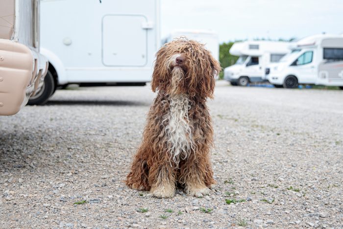 shaggy dog next to camper van on campsite
