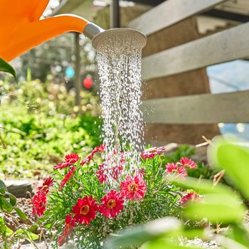 Gardener man watering red daisies from watering can in the soil of flower bed in spring garden. Spring garden decoration with flowers, home gardening and hobby.