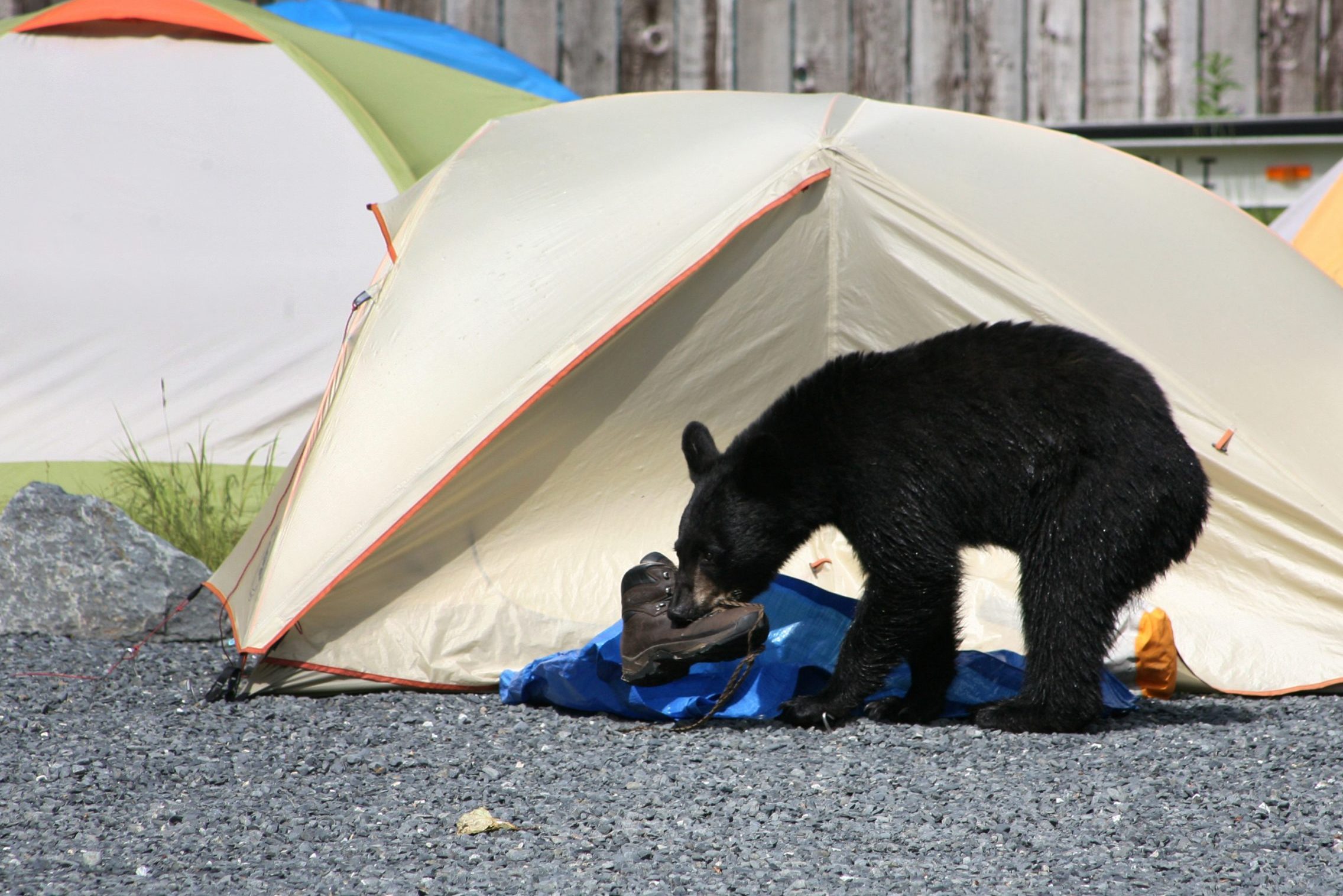 black bear in camp