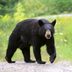 What to Do If You See a Bearâ€”Hint: It May Not Be Your First Reaction