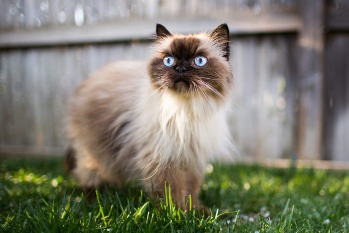Himalayan cat outdoors