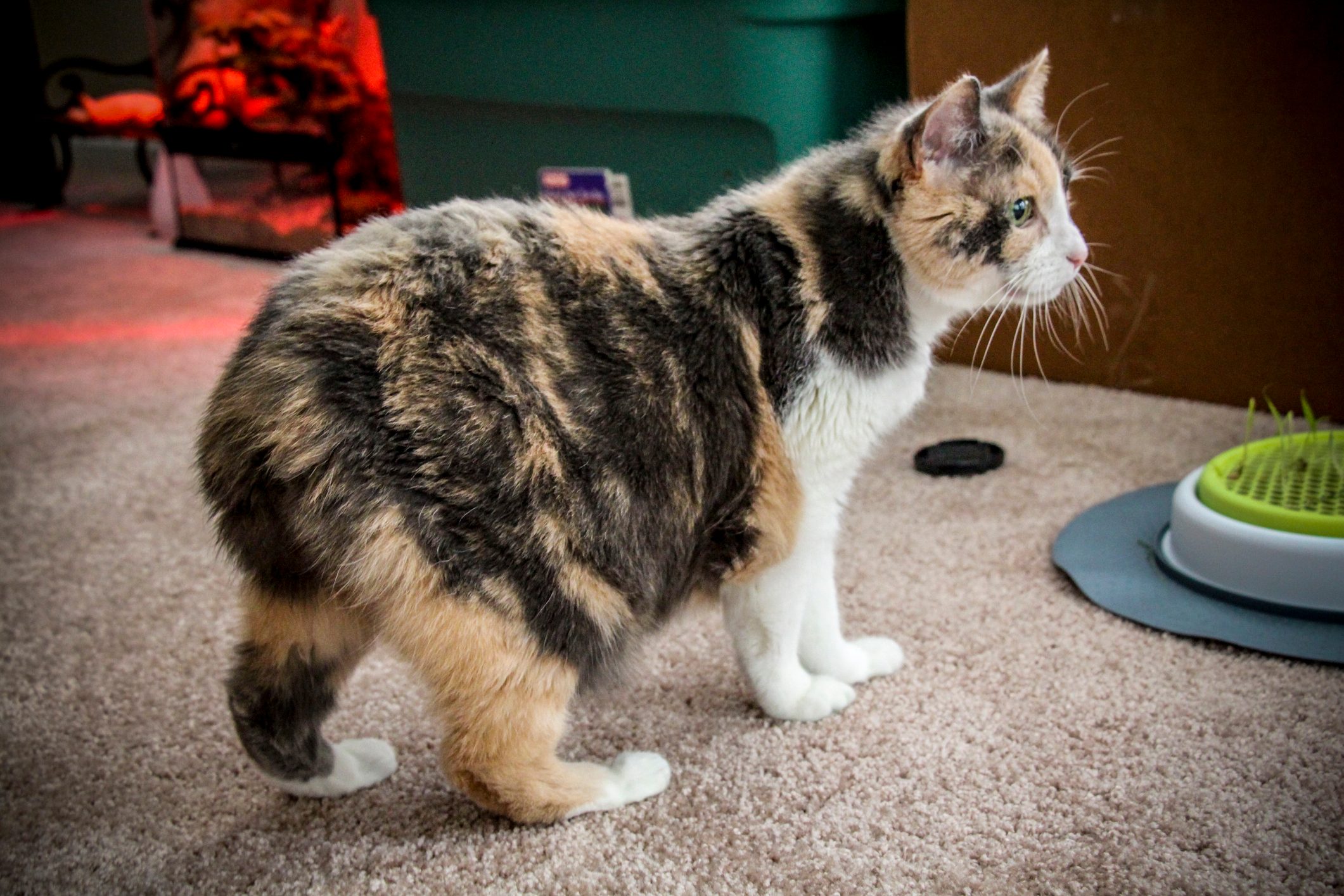 Manx Calico Cat