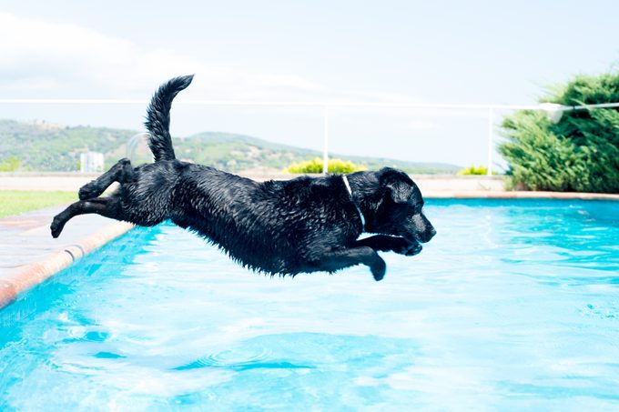 A black dog in the pool