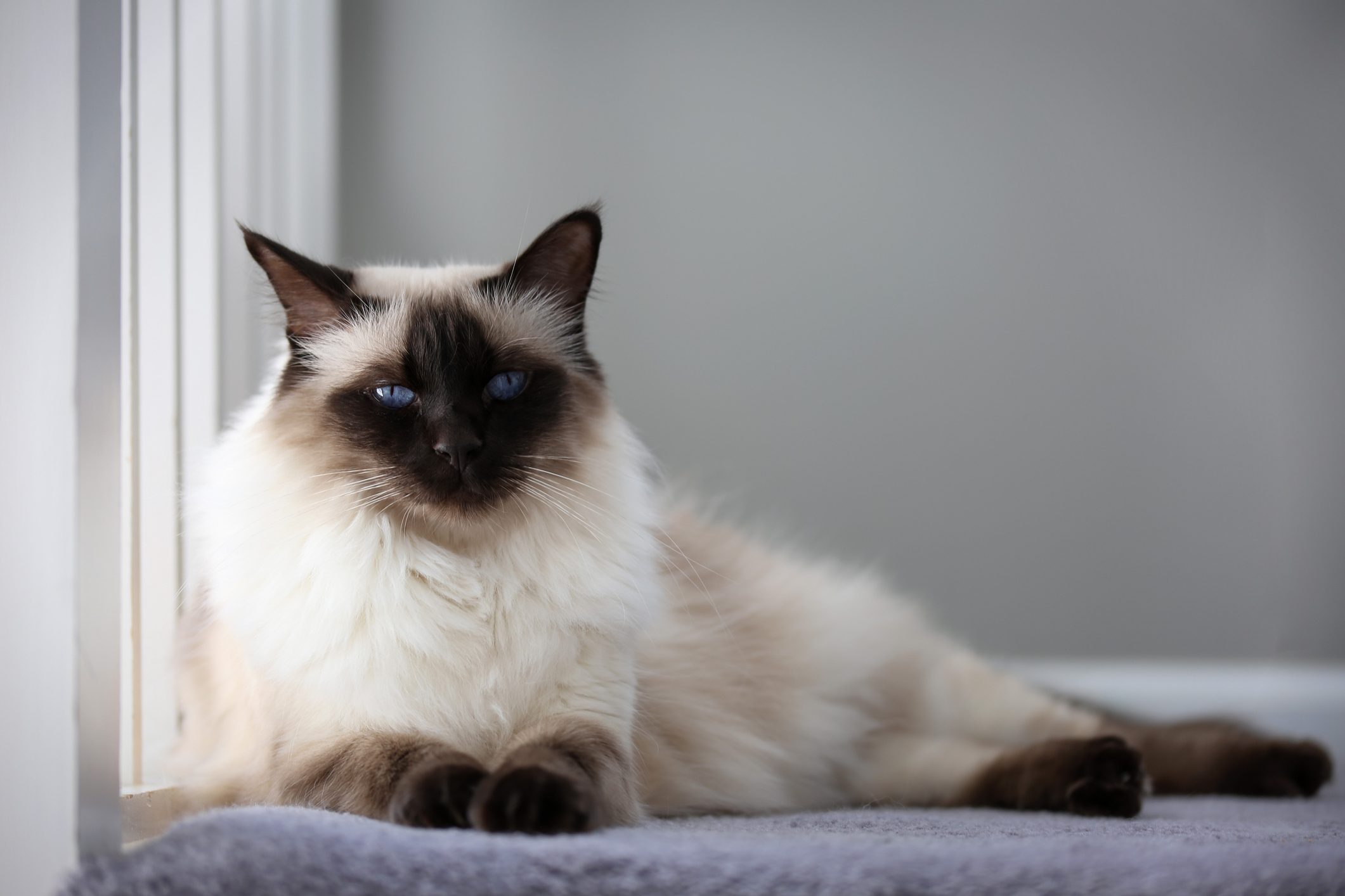 Chocolate Balinese Cat