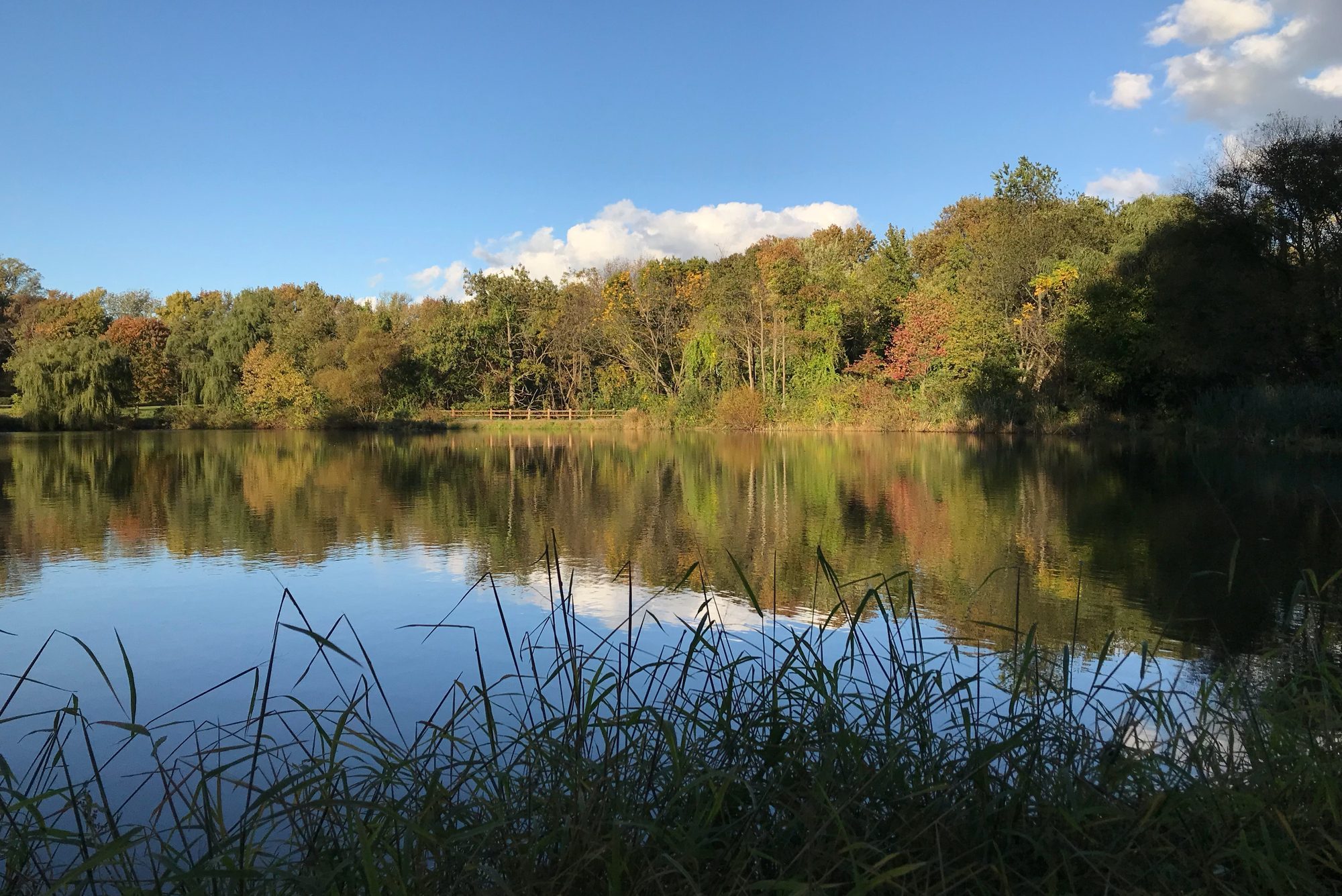 Early Autumn tree line