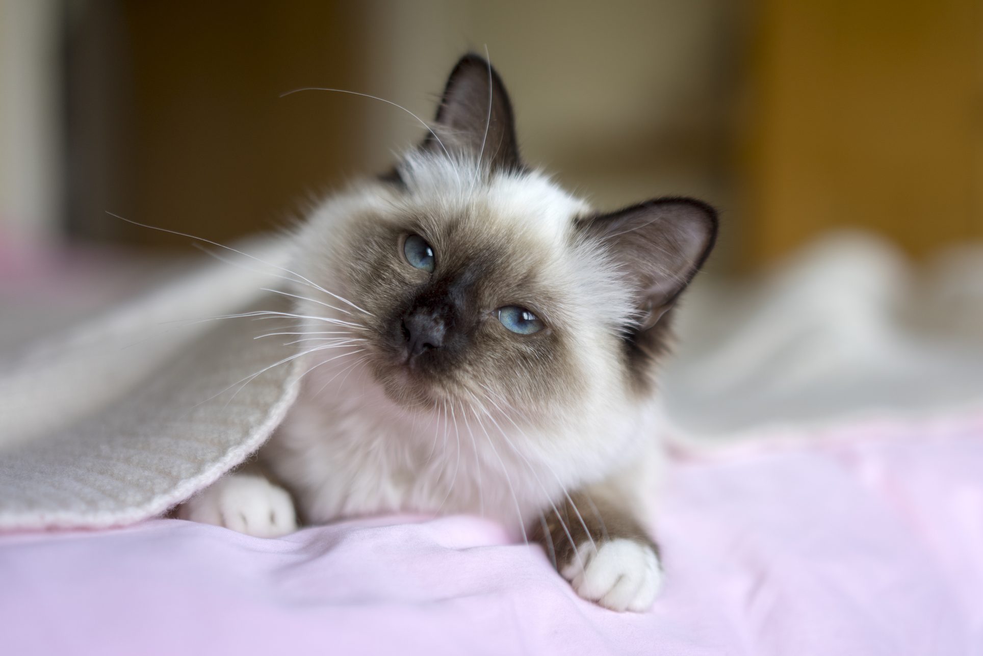 Birman kitten hiding under the blanket