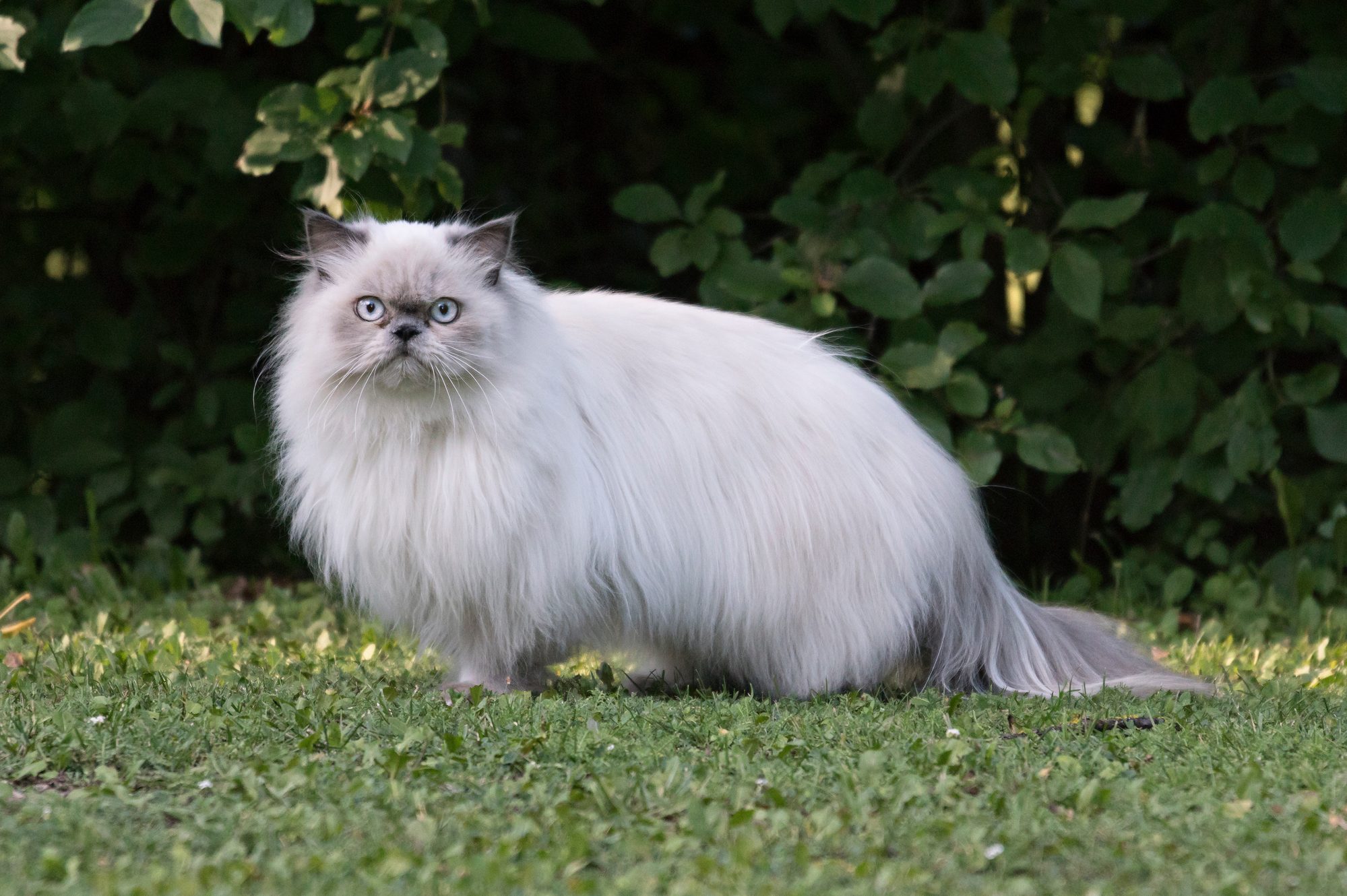 Portrait Of Persian Cat Standing On Field