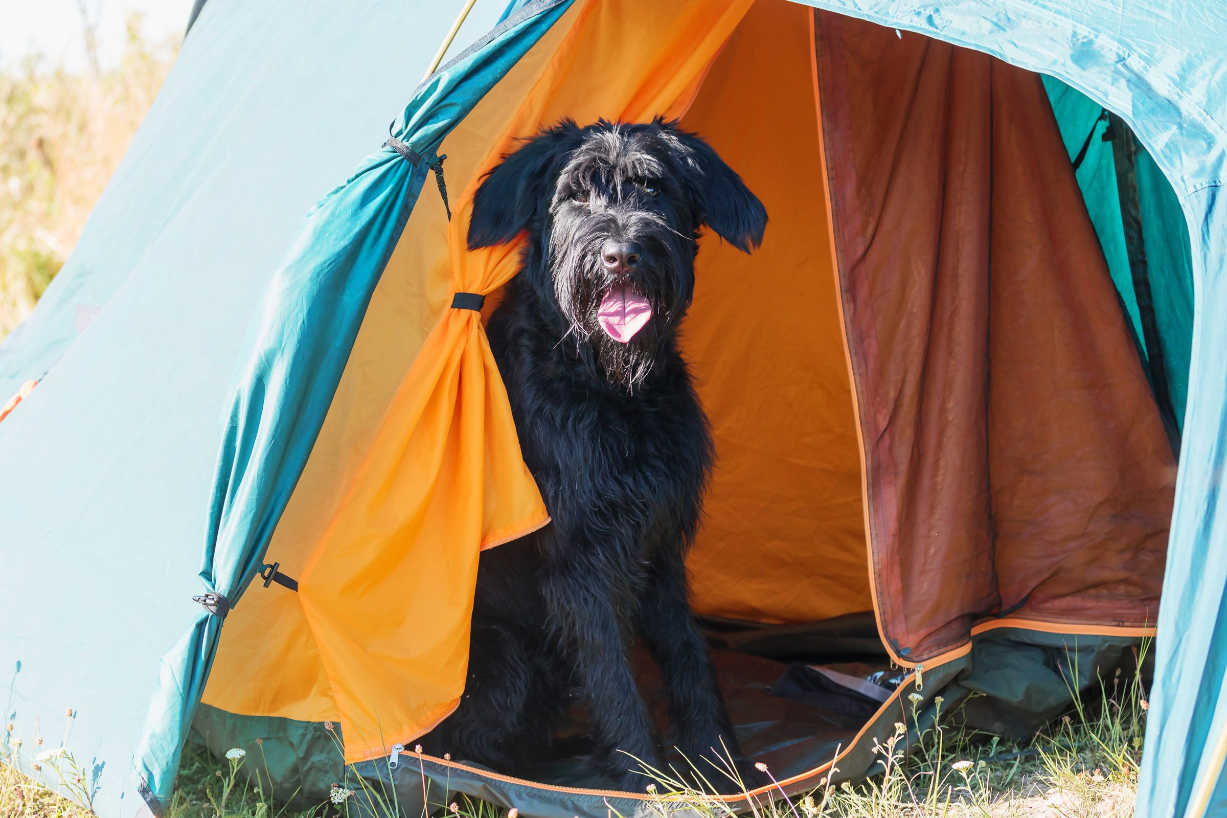 Camping with Your Dog: How to Have a Successful Camping Trip with Your Pet