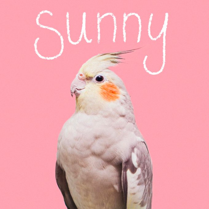 Bird name handwritten on an image of a pet bird