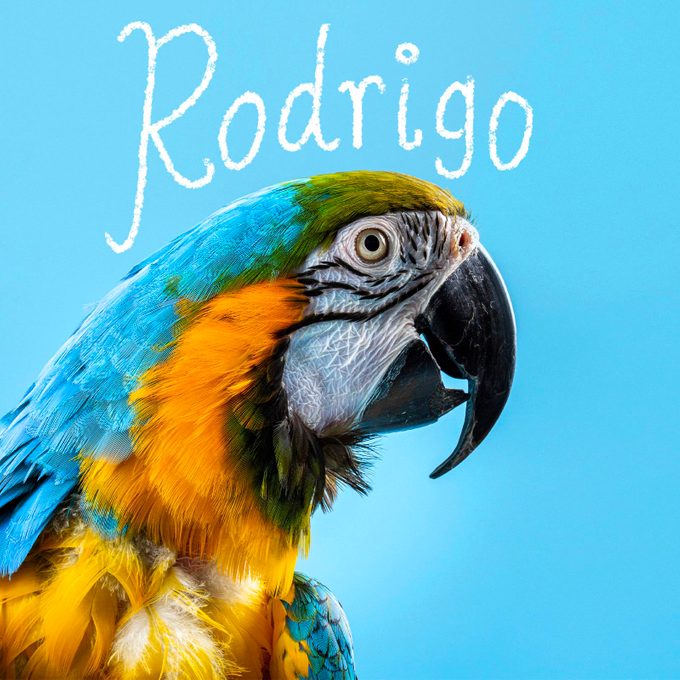 Bird name handwritten on an image of a pet bird