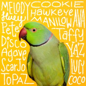 Bird names handwritten on an image of a pet bird
