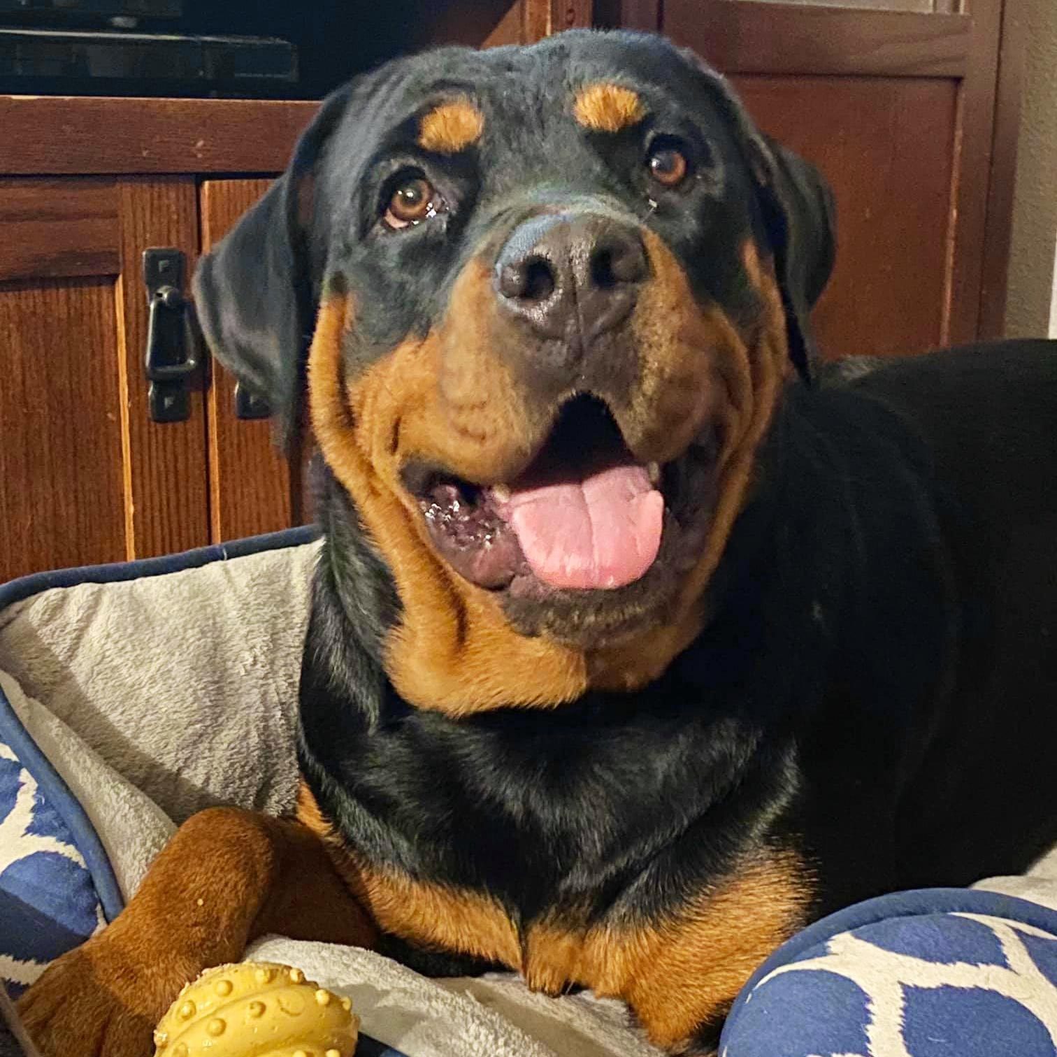 Rottweiler dog the day after being stung