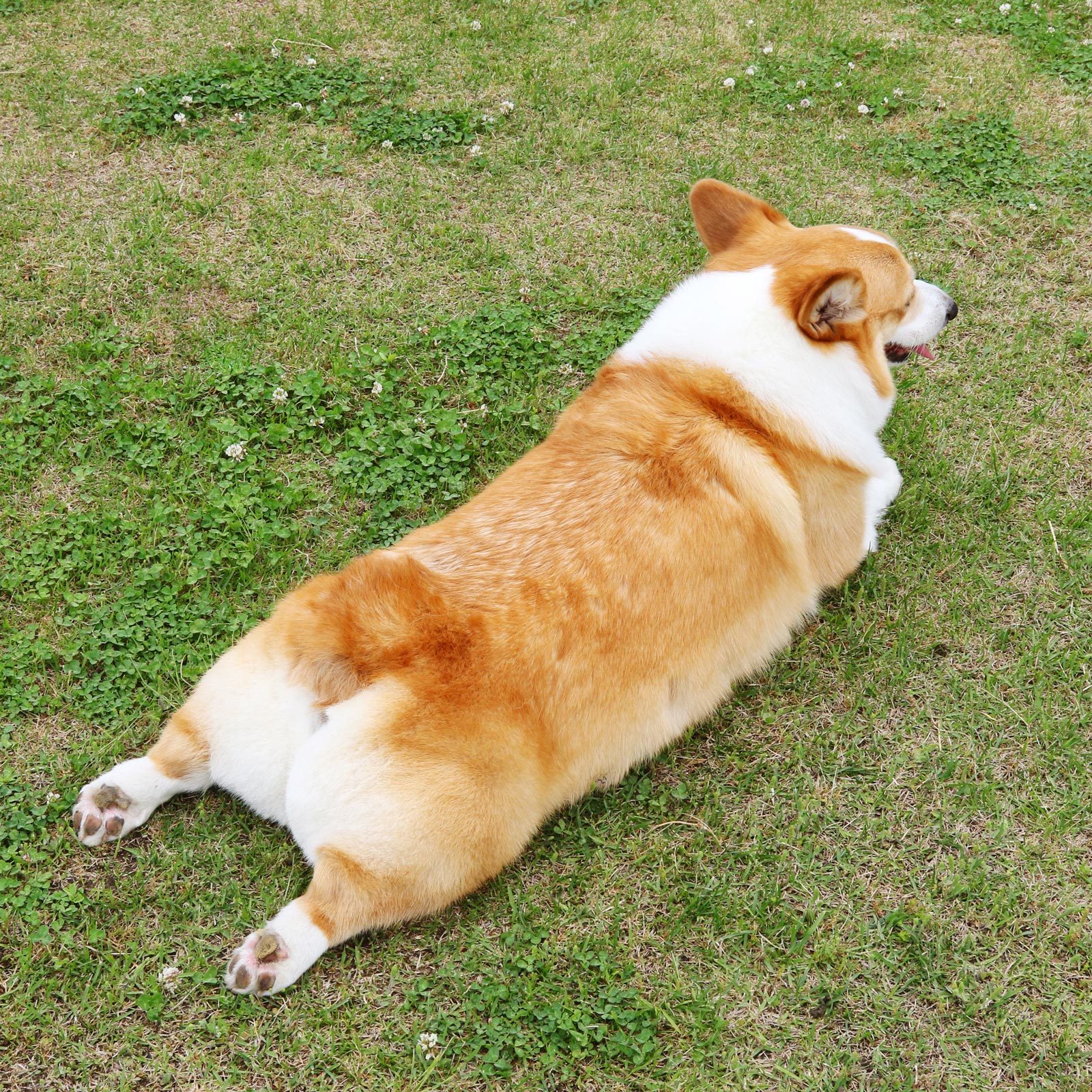 Why Do Dogs Sploot? Veterinarians Explain the Cute Canine Behavior