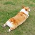 Why Do Dogs Sploot? Veterinarians Explain the Cute Canine Behavior