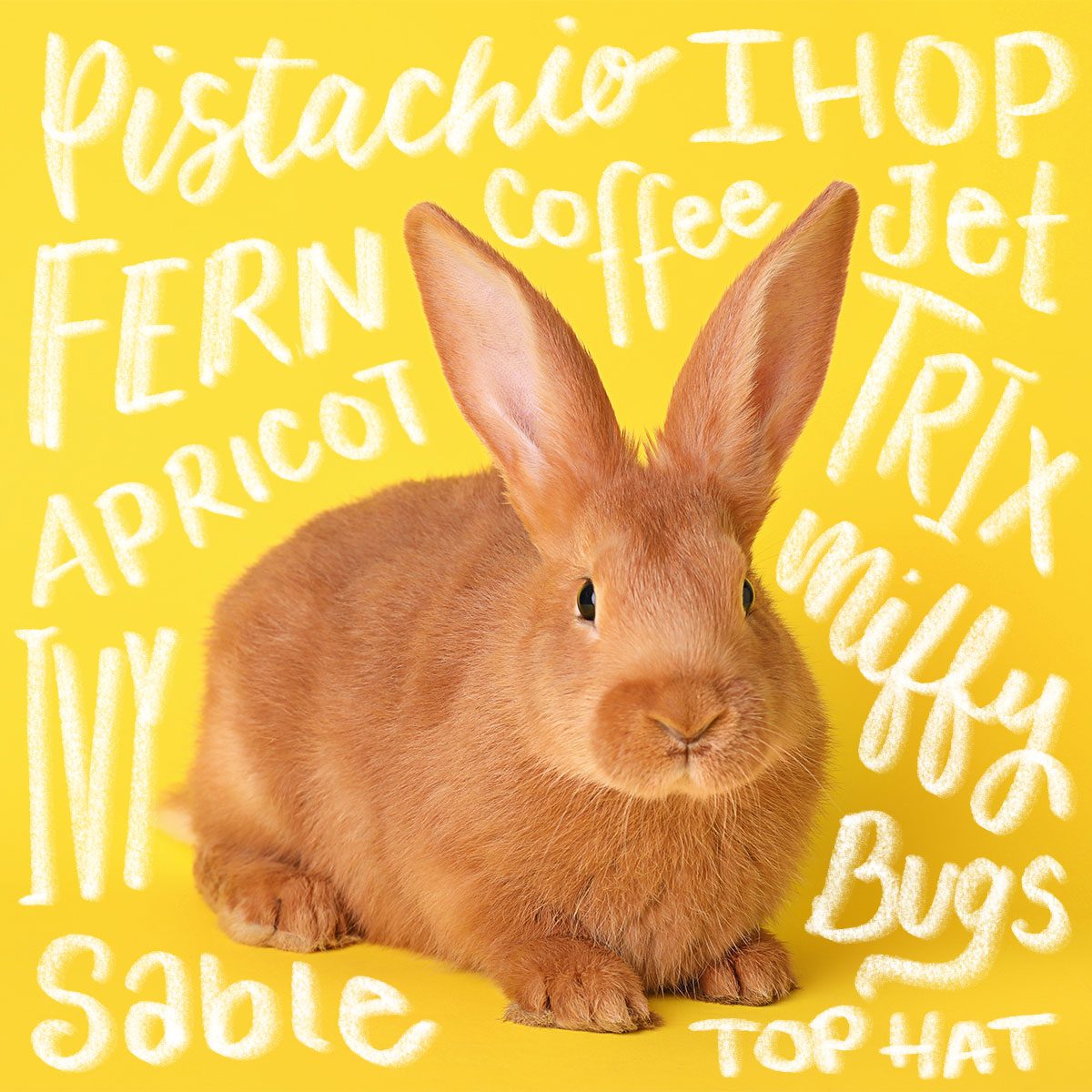 130+ Cute Bunny Names That Are Completely Ear-resistible