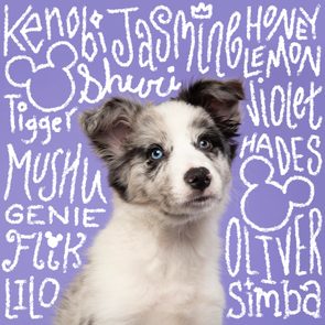 Disney Inspired Dog Names